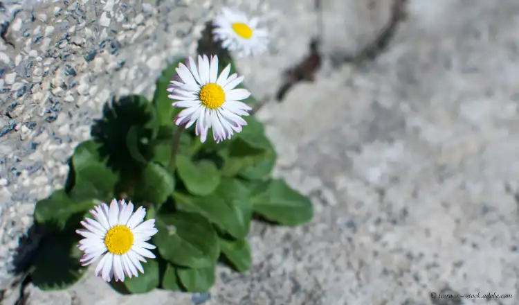 Resilienz - starke Gaenseblume in Steinspalte